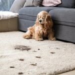 pet stain & odour removal services